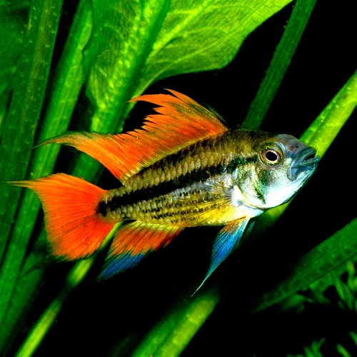 Apistogramma cacatuoides orange - Apisto cacatoès orange ML